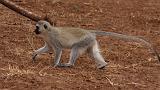 TANZANIA - Lake Manyara National Park - 29 Vervet Monkey